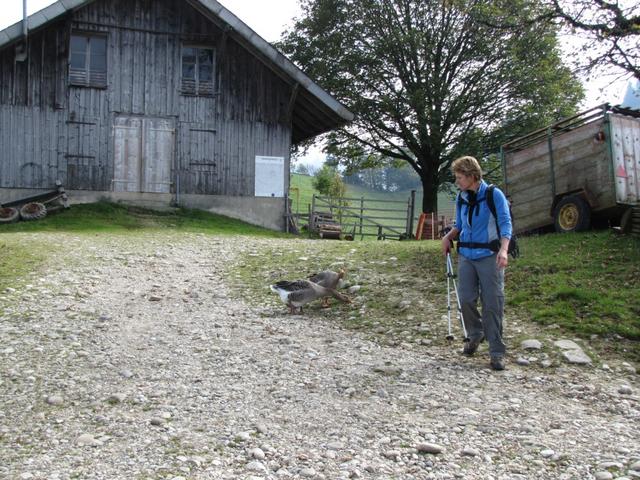 Mäusi wird von 2 Gänse angegriffen