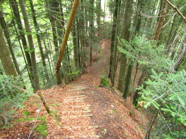 durch einen dichten Wald