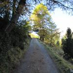 auf dem Weg zur Alp digl Chants