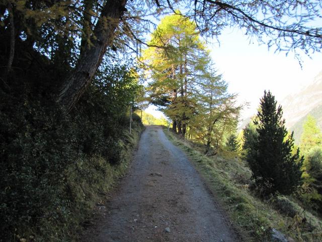 auf dem Weg zur Alp digl Chants