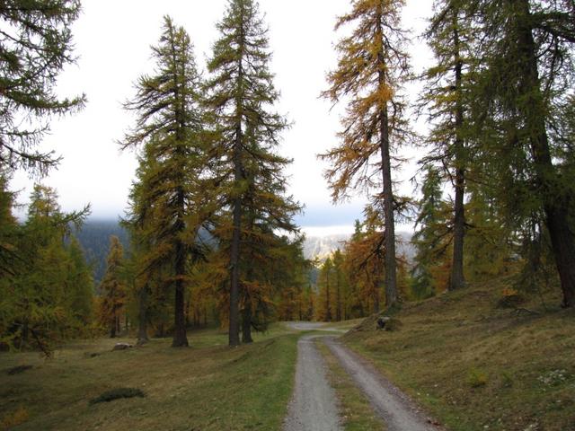 bei Punkt 1961 m.ü.M. verläuft der Wanderweg durch einen schönen Lärchenwald