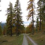 bei Punkt 1961 m.ü.M. verläuft der Wanderweg durch einen schönen Lärchenwald