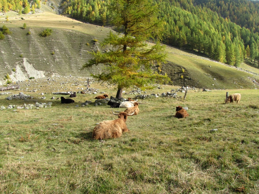 eine Herde Angus Rinder beim wiederkäuen