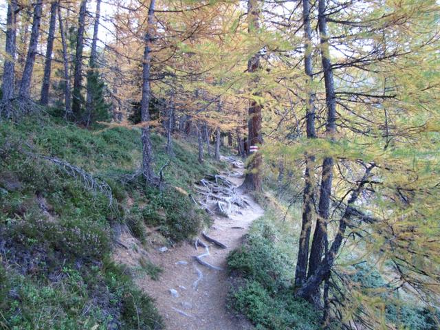 durch einen schönen Lärchenwald führt der Wanderweg aufwärts