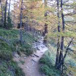 durch einen schönen Lärchenwald führt der Wanderweg aufwärts