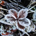 Bodenfrost in der Nacht hat den ganzen Boden festgefroren