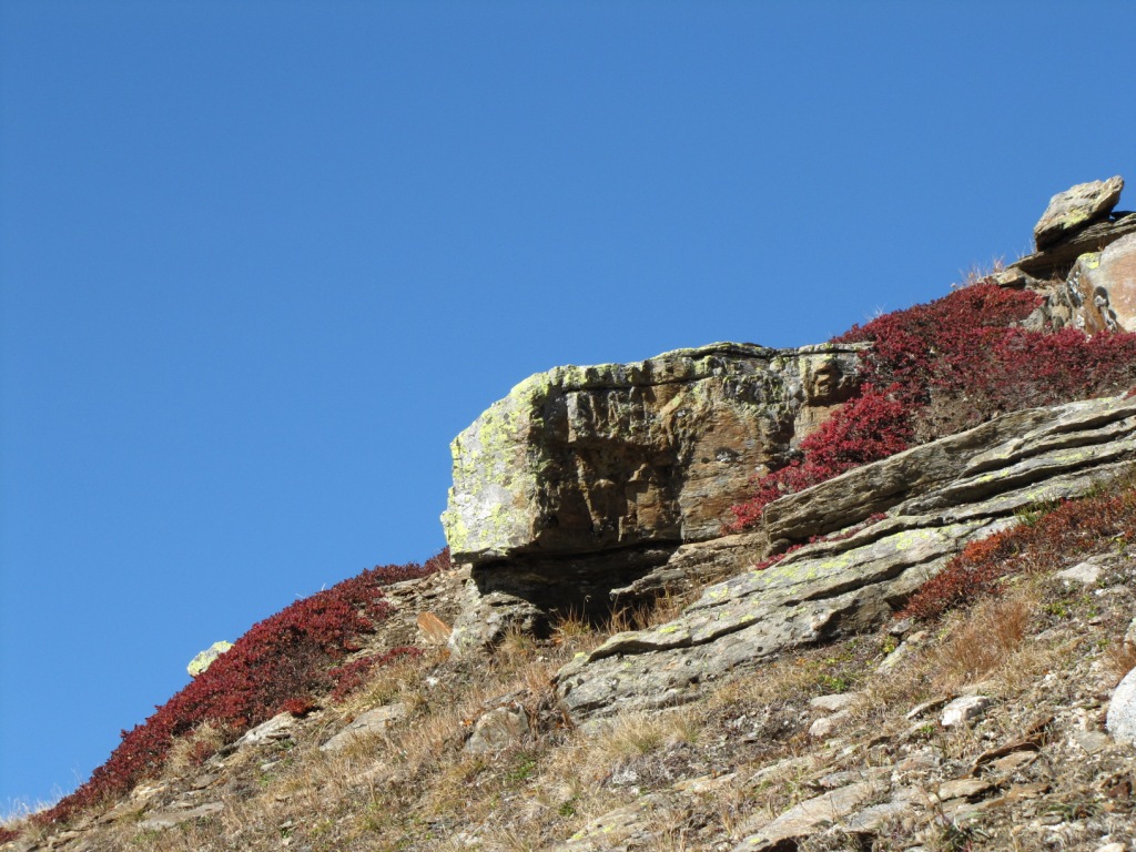 die Heidelbeersträucher haben sich rot verfärbt. Bei Punkt 2582 m.ü.M.