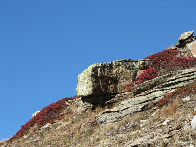 die Heidelbeersträucher haben sich rot verfärbt. Bei Punkt 2582 m.ü.M.