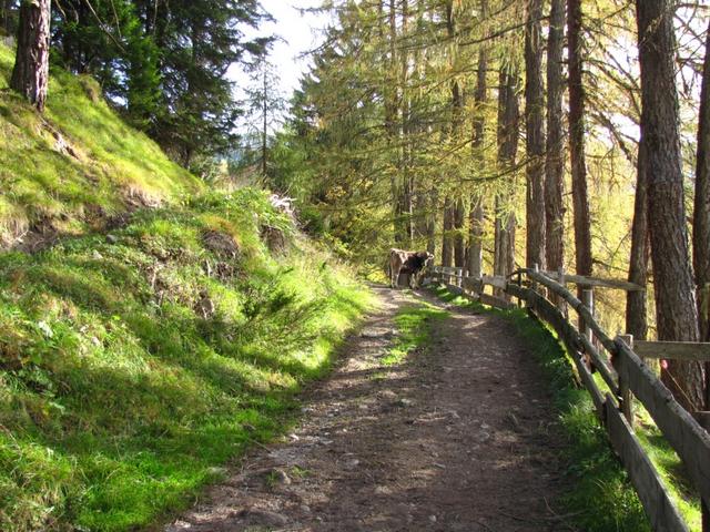 auf dem Weg nach Unter-Maiensäss