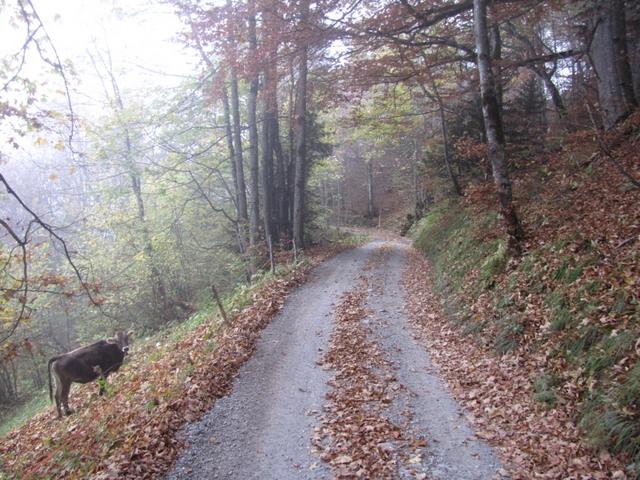 auf dem Weg nach Schuders