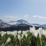 Bergwanderung Nesslau - Bützalpsattel - Tanzboden - Rieden 10.4.2011