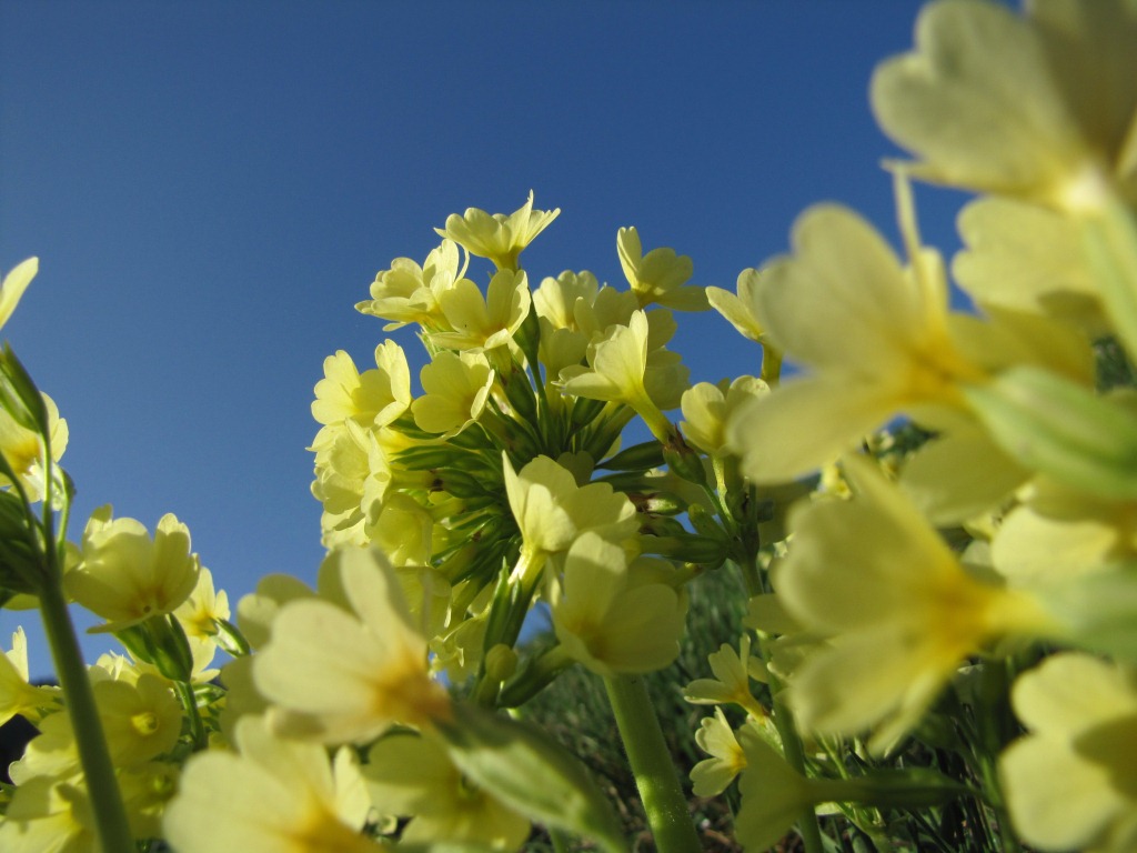 schöne Schlüsselblumen am Wegesrand