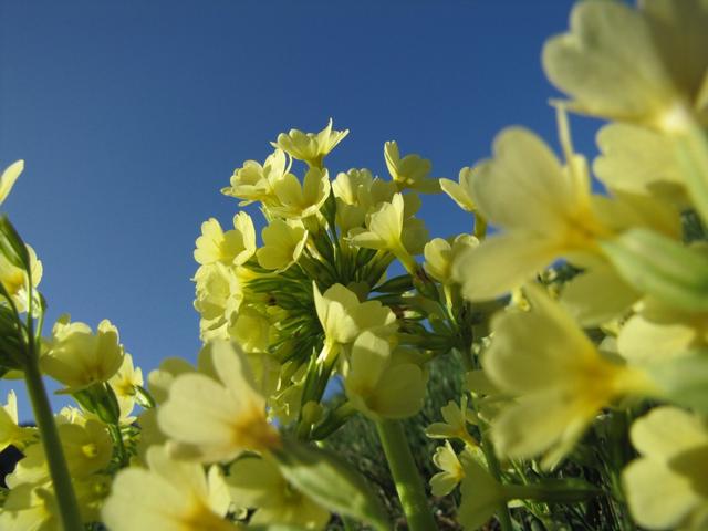 schöne Schlüsselblumen am Wegesrand