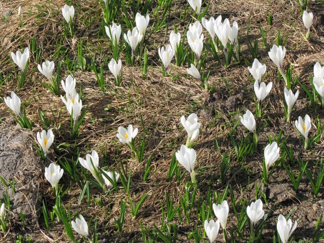 überall schöne weisse Krokusse