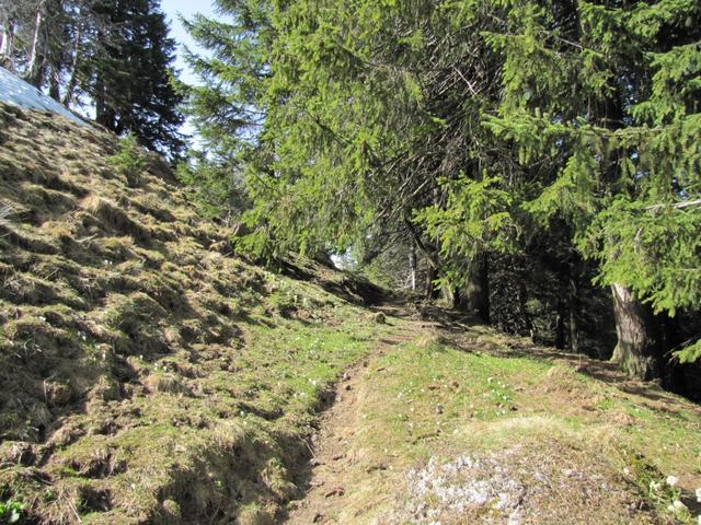 weiter führt uns nun der Bergpfad Richtung Bremacher Höchi