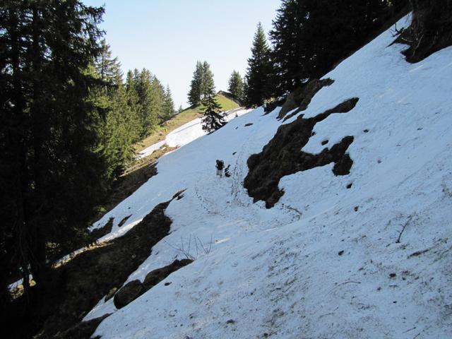 Altschneefeld hinter dem Wannenspitzli