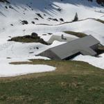 auf der Alp Bütz 1569 m.ü.M. liegt noch viel Schnee