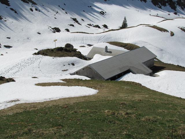 auf der Alp Bütz 1569 m.ü.M. liegt noch viel Schnee