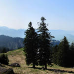 was für ein schönes Breitbildfoto, mit Blick Richtung Zürichsee