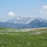 einfach sehr schön diese Aussicht auf den Säntis und die vielen Narzissen