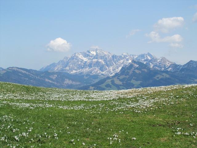 einfach sehr schön diese Aussicht auf den Säntis und die vielen Narzissen