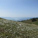 tausende von Narzissen bei Tanzboden