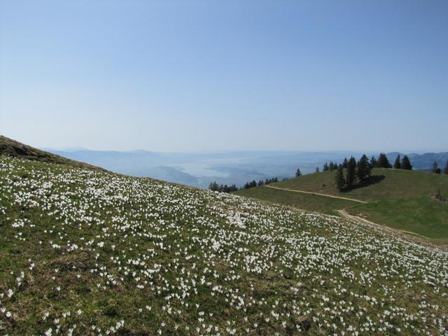 tausende von Narzissen bei Tanzboden