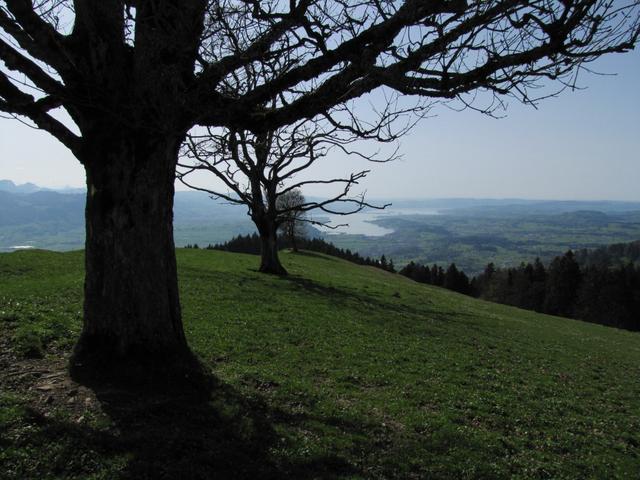 von Wielesch aus, hat man eine sehr schöne Aussicht auf den Zürichsee