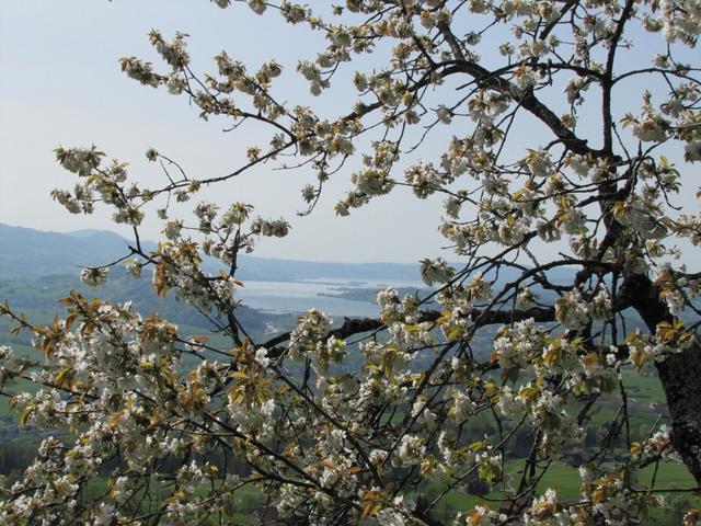 die Kirschbäume in voller Blüte