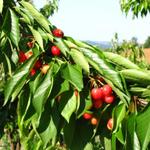 andere Kirschbäume hatten schon reife Früchte, nicht wie diese bei diesem Baum