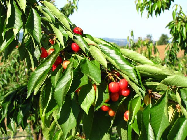 andere Kirschbäume hatten schon reife Früchte, nicht wie diese bei diesem Baum