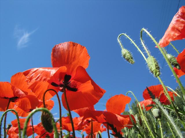 einfach schön diese Mohnblumen