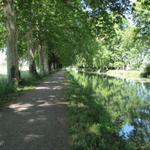 auf dem ehemaligen Treidelweg vom Canal latéral de Golfech unter schatten spendenden Pappeln, führt uns der Weg nach Pommevic