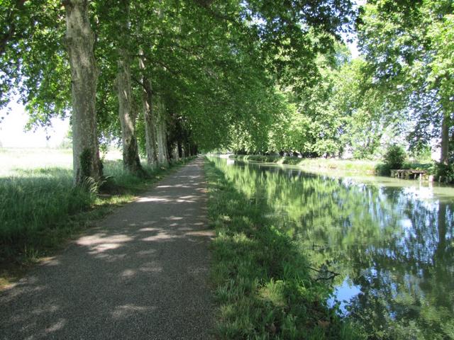 auf dem ehemaligen Treidelweg vom Canal latéral de Golfech unter schatten spendenden Pappeln, führt uns der Weg nach Pommevic