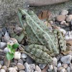 ein Frosch leistet uns Gesellschaft