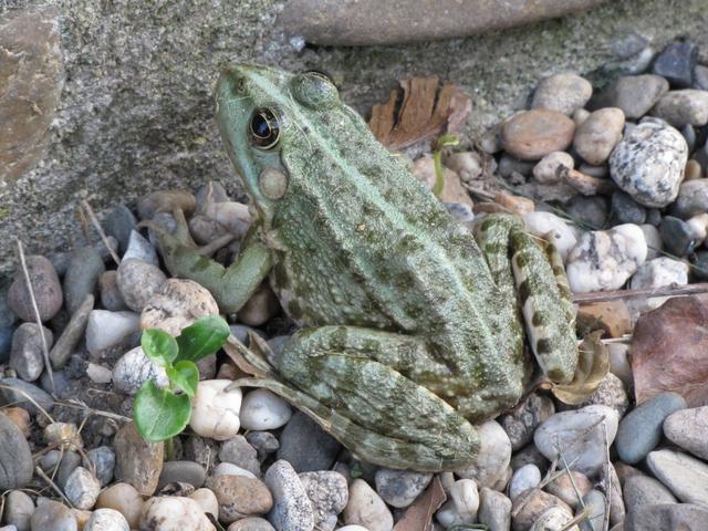 ein Frosch leistet uns Gesellschaft