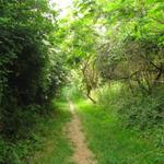 jeden Morgen erfreut uns das unglaubliche Vogelgesang die Seele