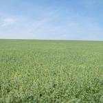 Erbsen soweit das Auge reicht