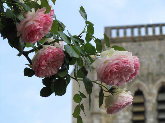 so schöne Rosen. Diese Sorte sahen wir fast jeden Tag. Sind in dieser Region sehr beliebt