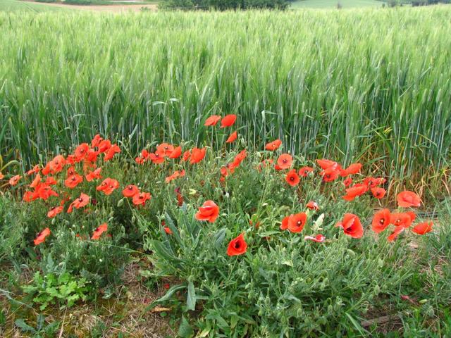 auf dem Weg sieht man überall Mohnblumen