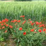 auf dem Weg sieht man überall Mohnblumen