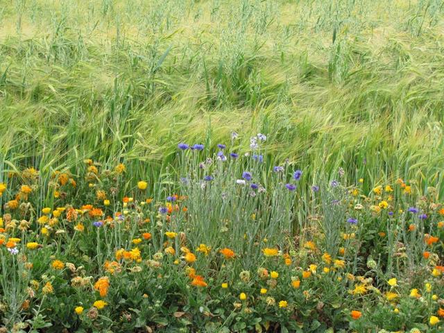 einfach schön diese Blumenpracht neben den Kornfelder