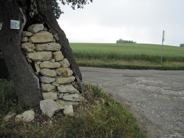 auch so kann ein Baum gestützt werden