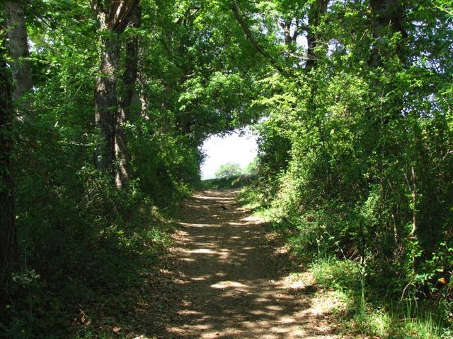 wir haben La Romieu verlassen und sind auf dem Weg nach Castelnau sur L'Auvignon