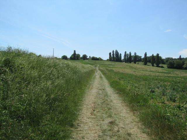 kurz vor Castelnau sur L'Auvignon