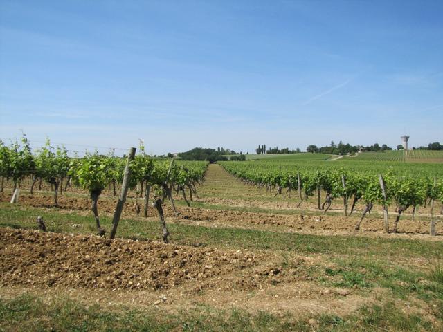 wir befinden uns im Herzen des Armagnac Gebiet