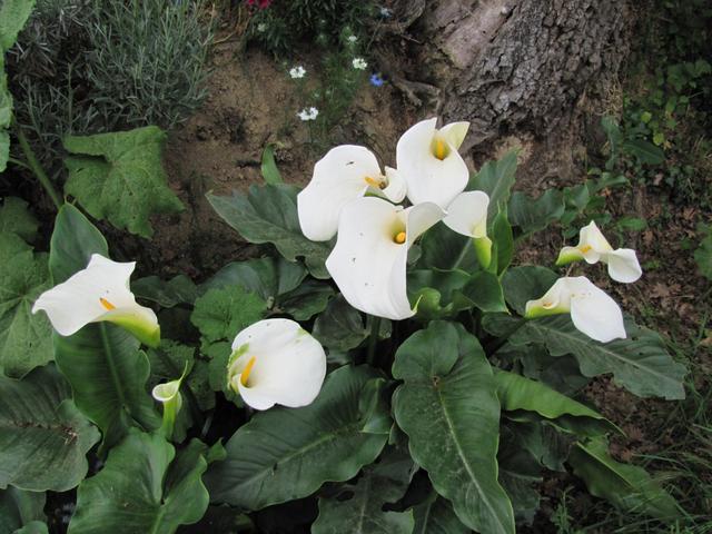 solche Calla's sind immer wieder in Gärten oder am Strassenrand zu bewundern