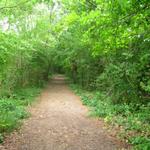 wie jeden Morgen empfängt uns im Wald das Symphoniekonzert der Vögel