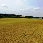 hier wurde Mais angepflanzt