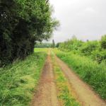 bis Aire sur l'Adour keine Einkehrmöglichkeiten. Der Weg führt durch Wald, Wiesen und Äcker